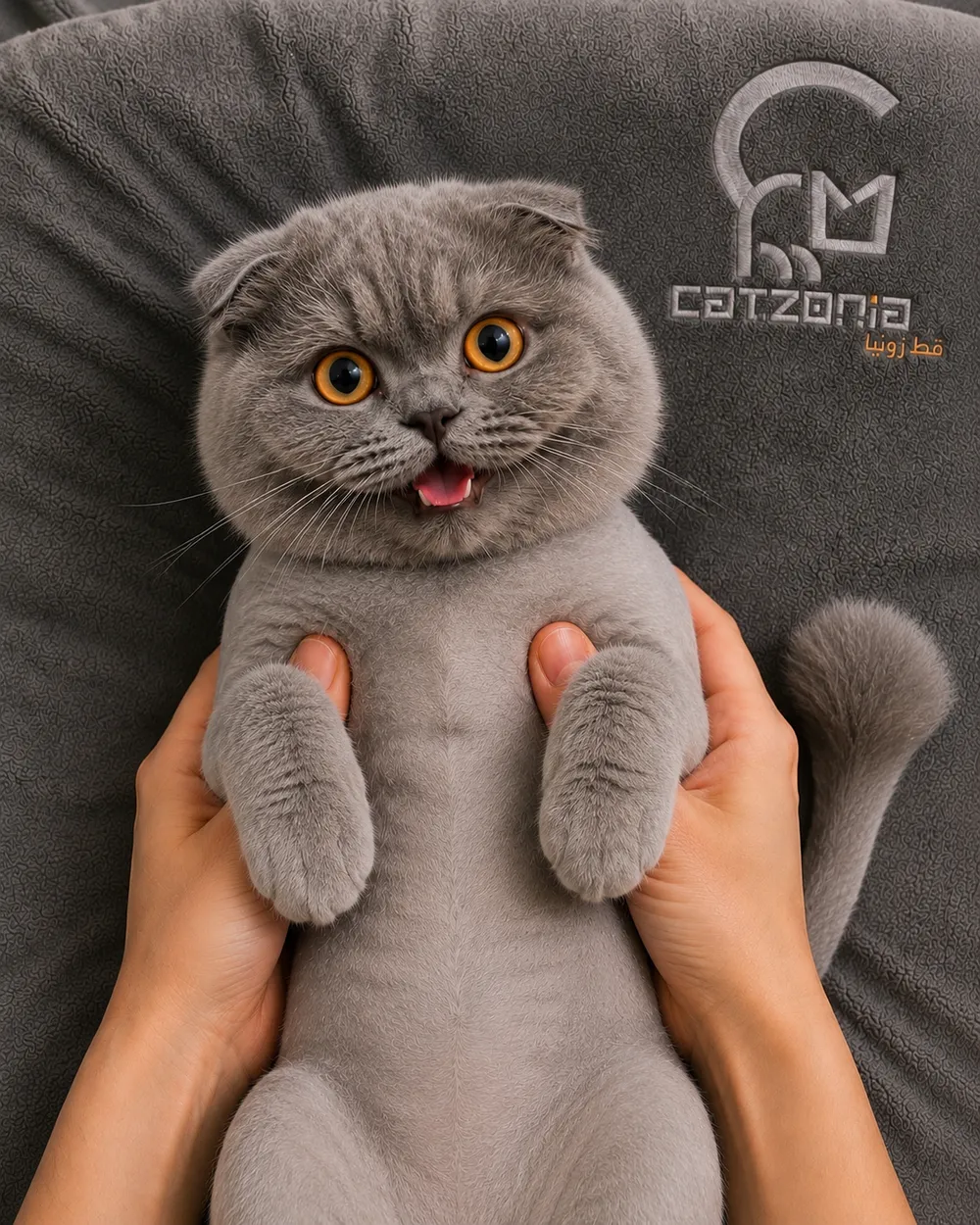 Teddycut — photo 4