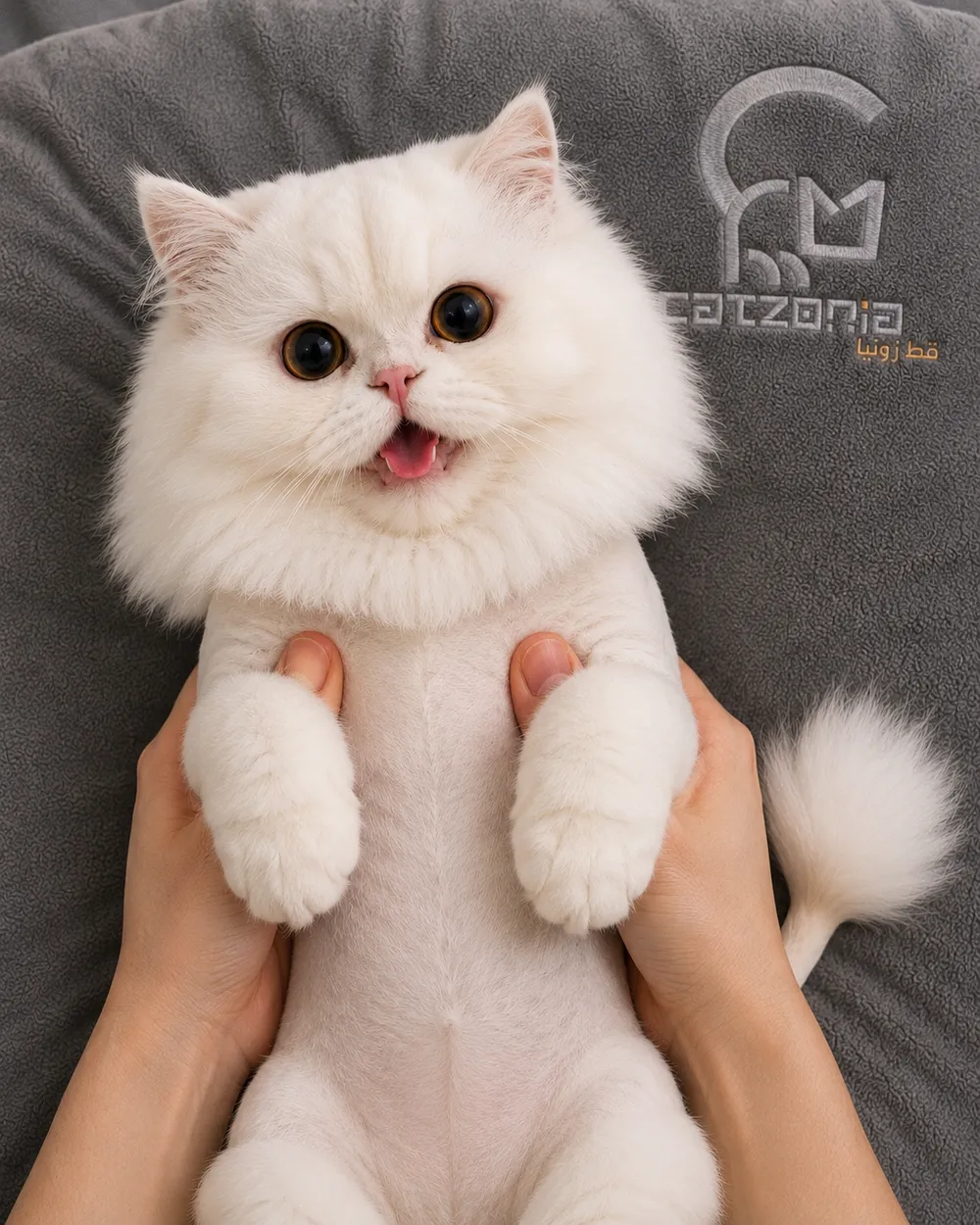 Lioncut — photo 4