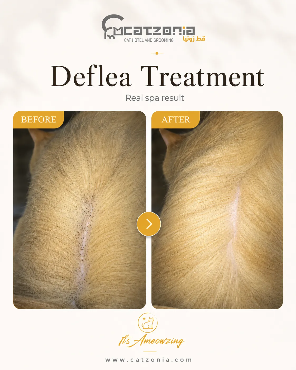De-Flea Treatment — photo 2