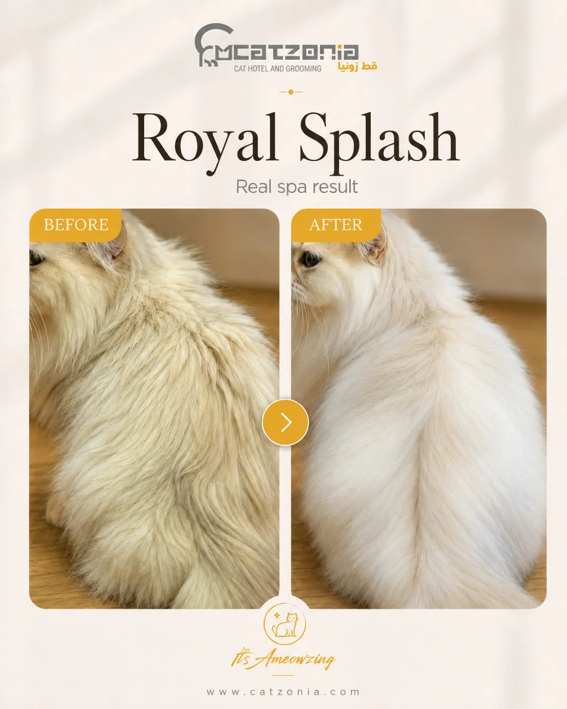 Royal Splash — photo 5