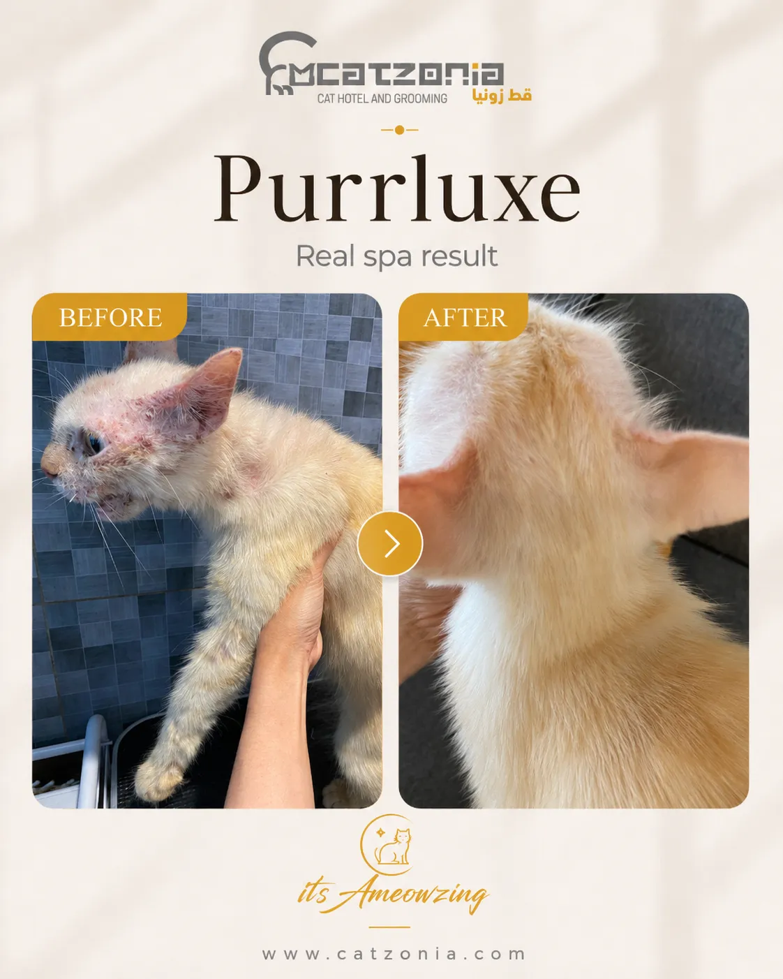 Purrluxe — photo 8