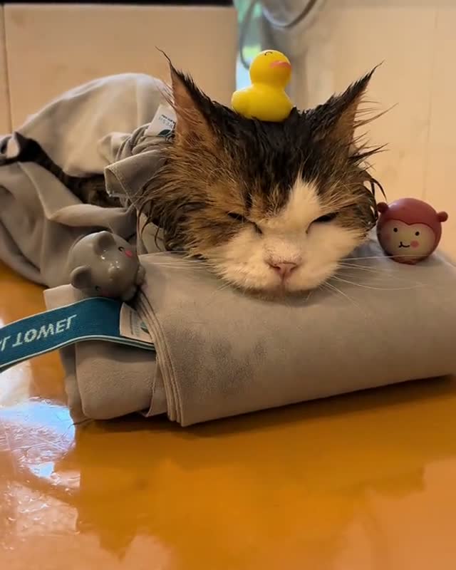 A towel-wrapped cat dozing with a rubber duck balanced on its head