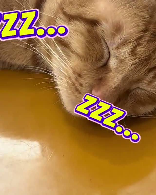 A ginger cat fast asleep on the grooming table mid-session