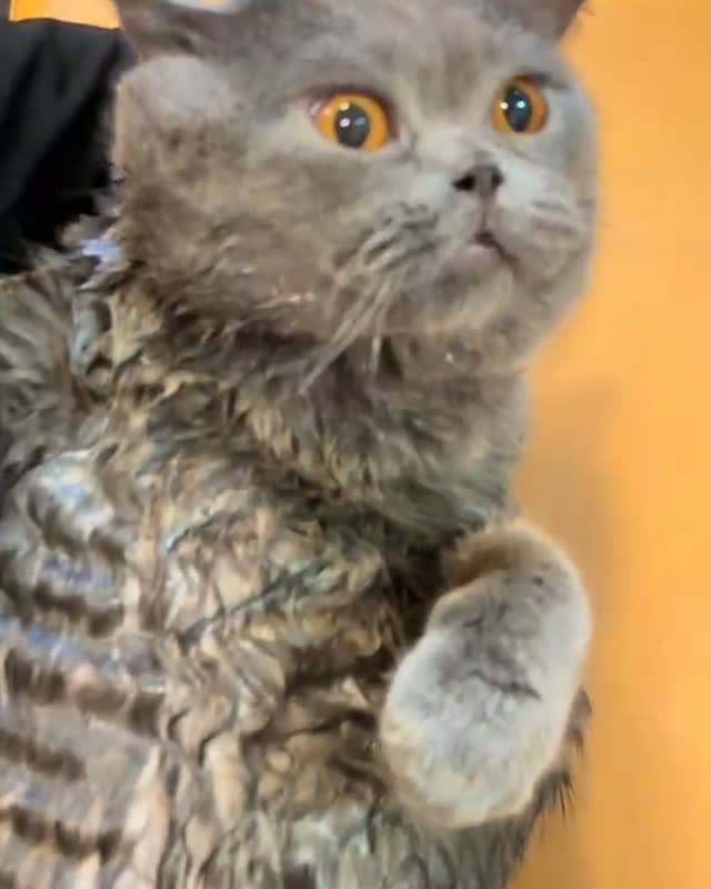 A British Shorthair held up, looking wide-eyed at the groomer
