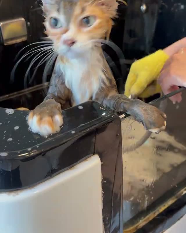 A wet ginger cat looking straight up out of the wash basin