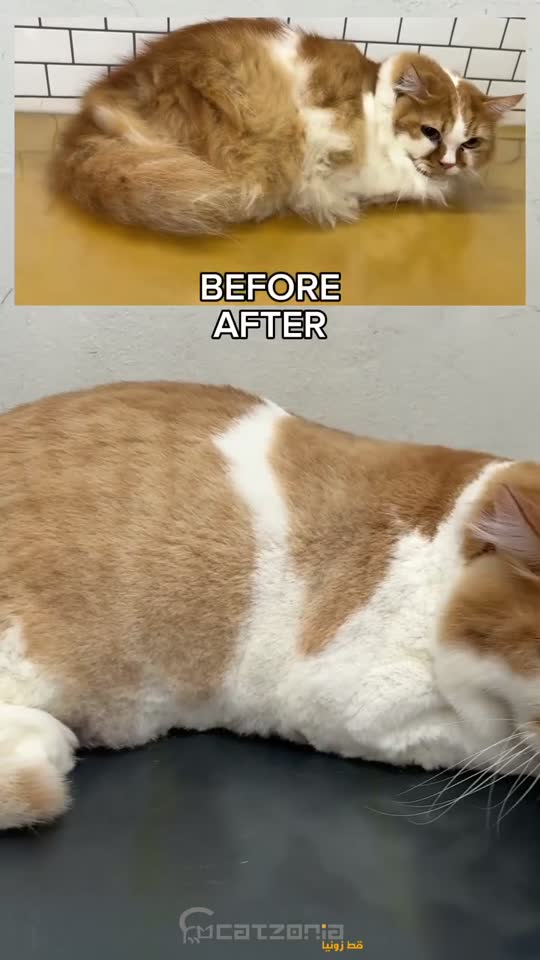 The mat comes off — a Catzonia grooming session