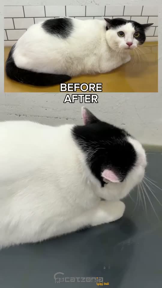 Rinse, then the bloom — a Catzonia grooming session