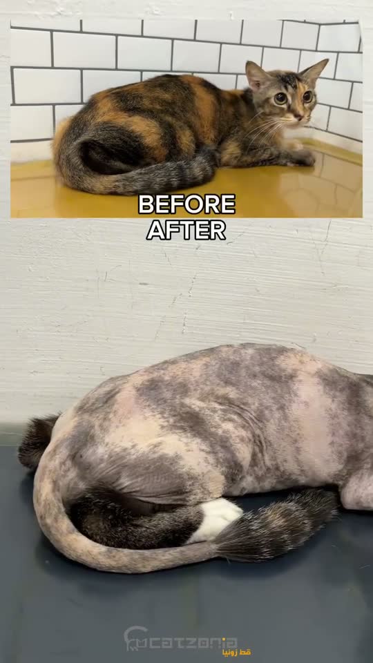 Down to clean skin — a Catzonia grooming session
