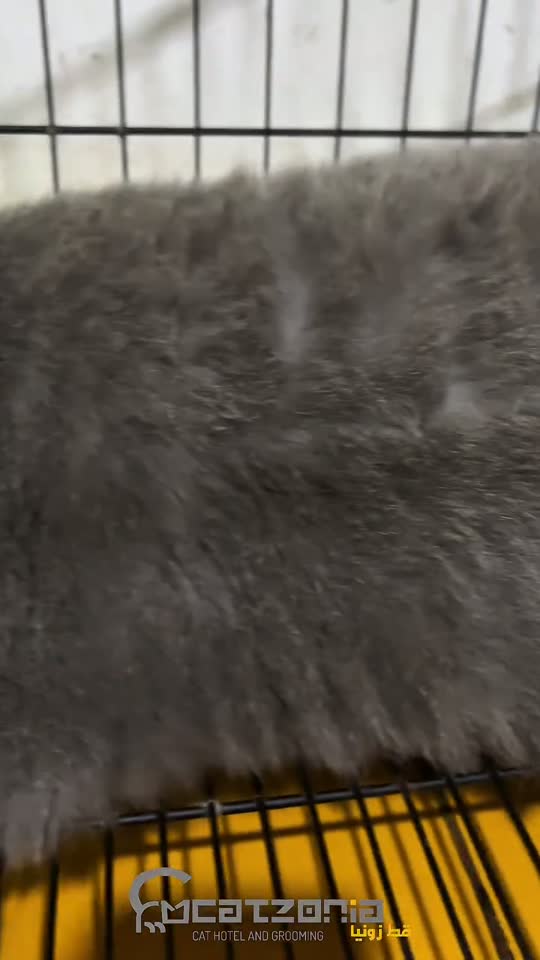 Claws first, always — a Catzonia grooming session