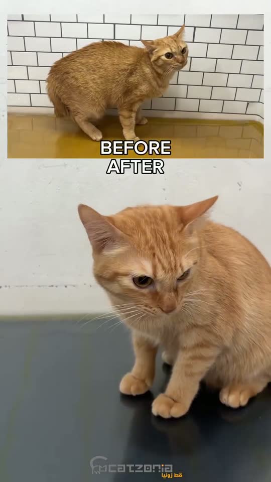 A long, warm soak — a Catzonia grooming session