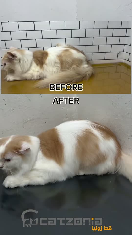 Clipped, washed, dried — a Catzonia grooming session