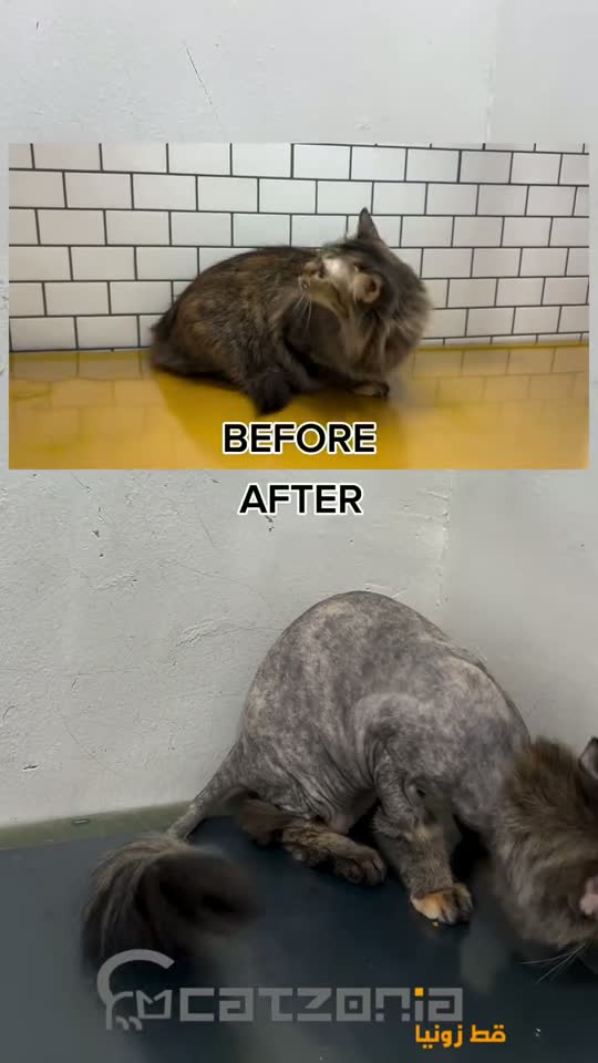 Under the spa lights — a Catzonia grooming session