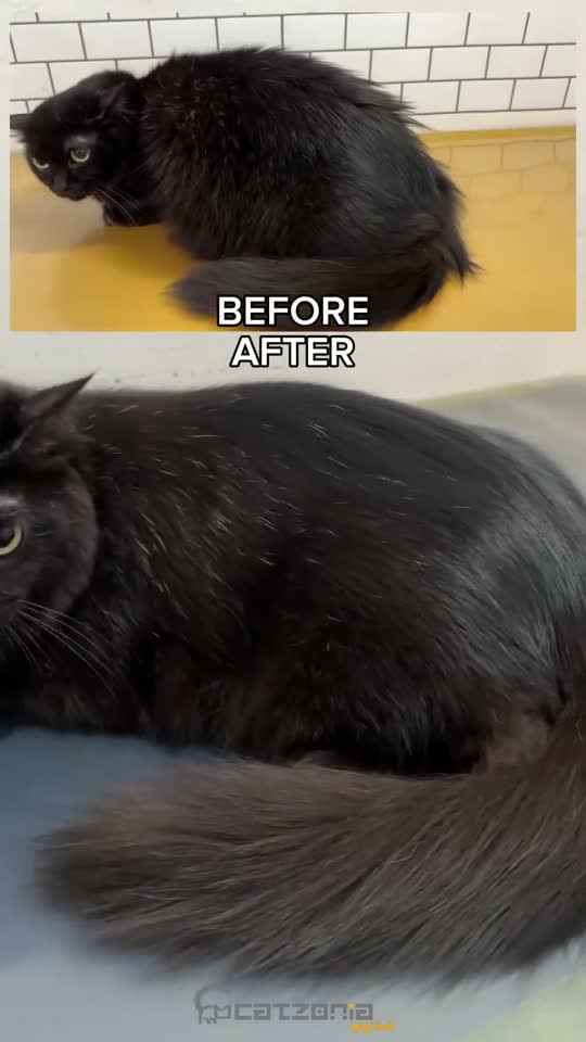 For the badly matted — a Catzonia grooming session