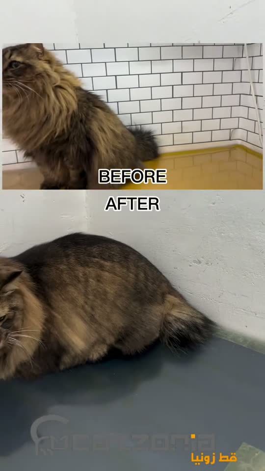 Wrapped, then warm — a Catzonia grooming session