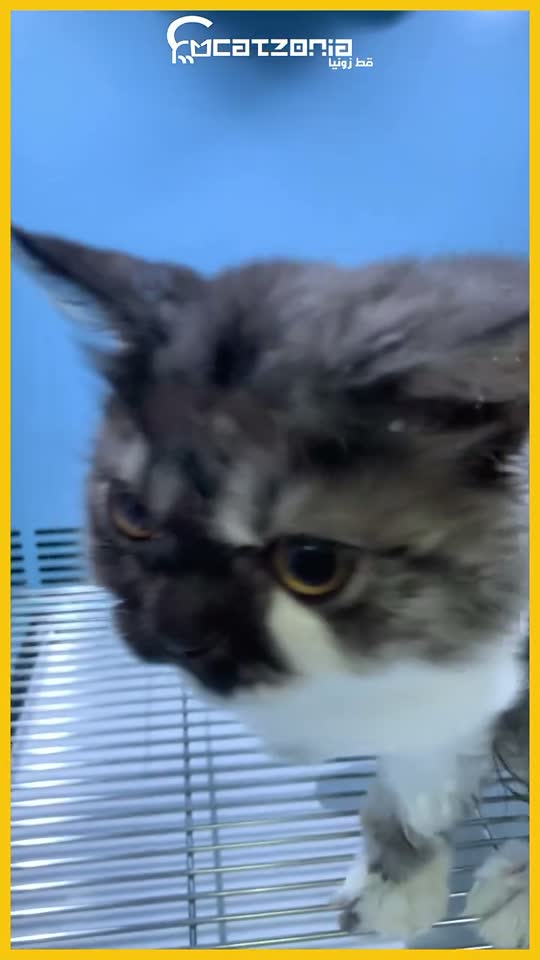 The ozone bath — a Catzonia grooming session