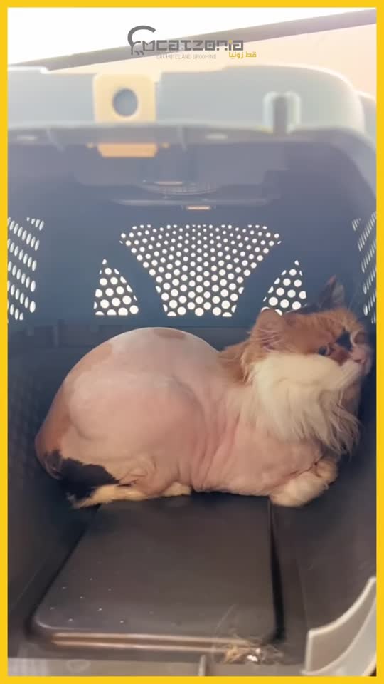 The finishing dry — a Catzonia grooming session