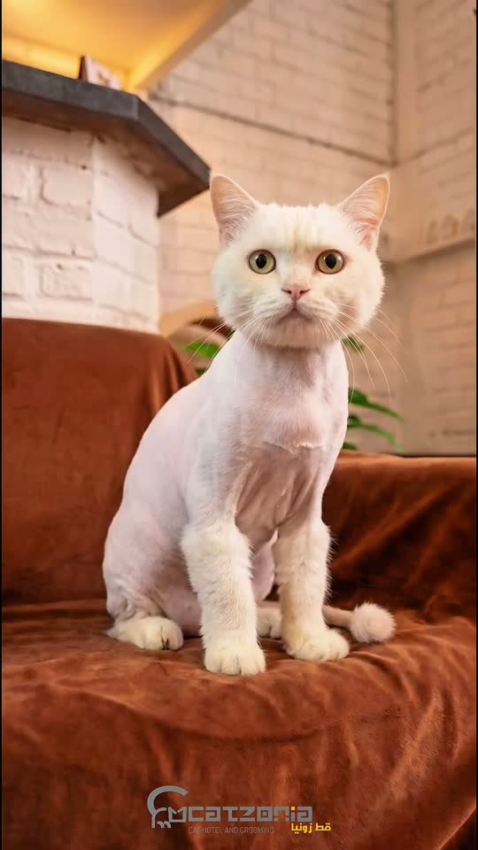 Cheq Puteh, a stray — a Catzonia grooming session