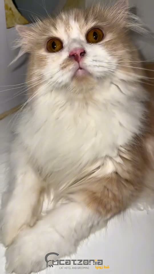 Bubbles all the way up — a Catzonia grooming session