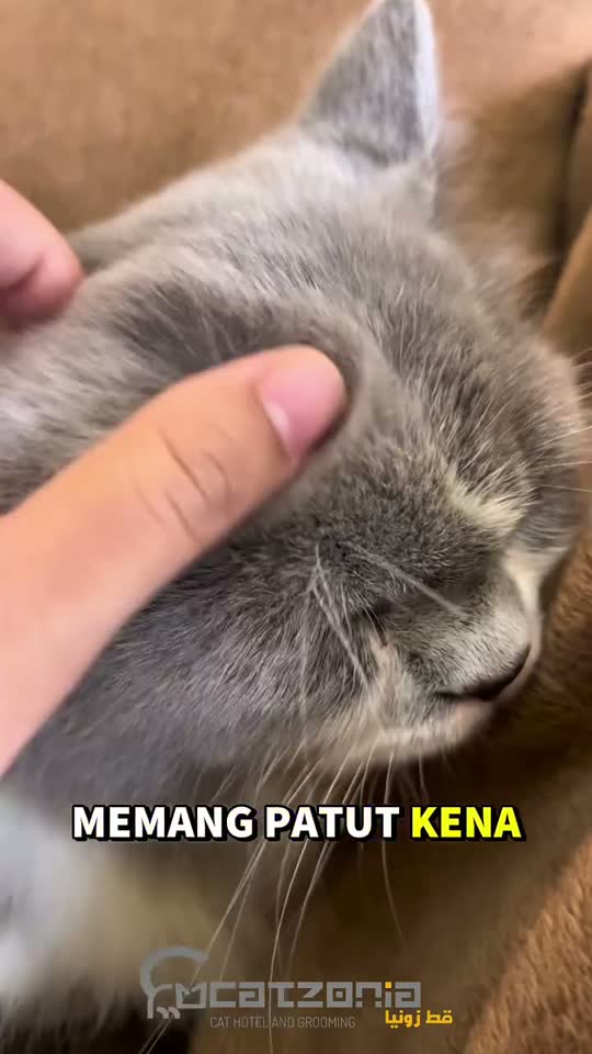 Sea mud, worked in — a Catzonia grooming session