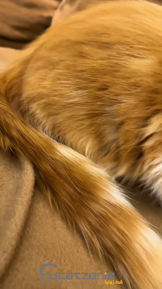 Goggles on for this bit — a Catzonia grooming session